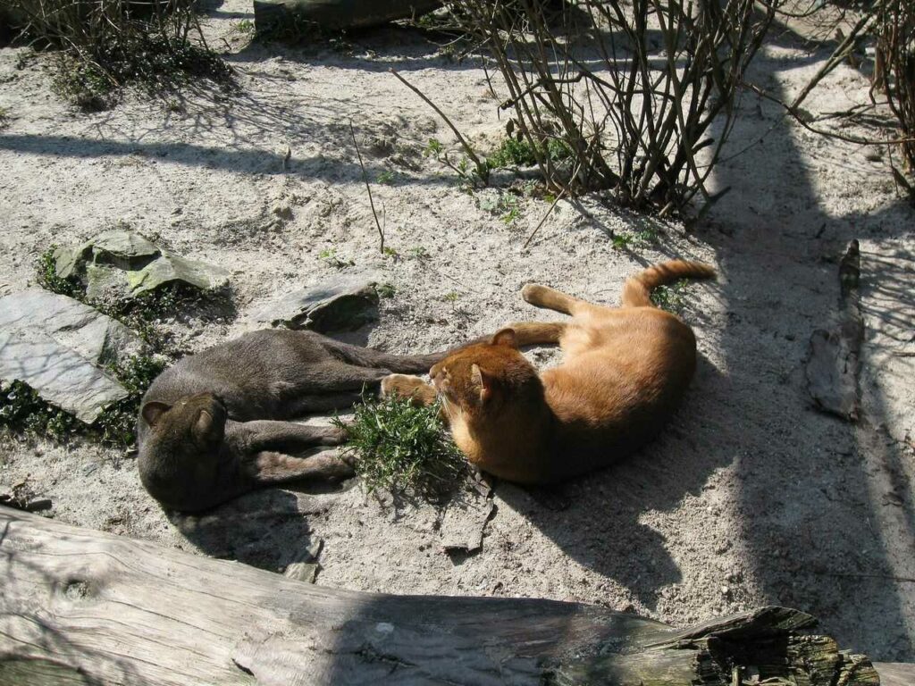 Jaguarundi