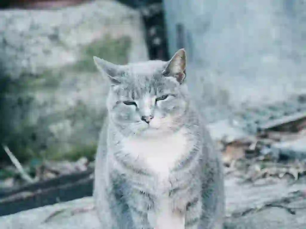 Japanese Bobtail