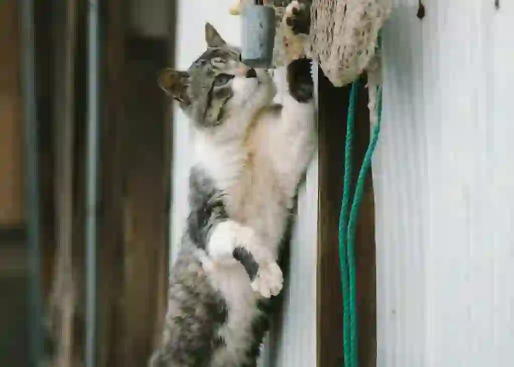 Japanese Bobtail