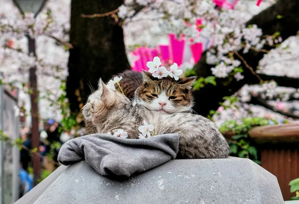 Japanese Bobtail