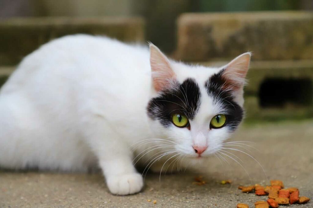 Japanese Bobtail