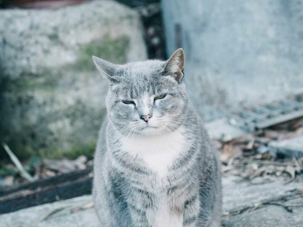 Japanese Bobtail