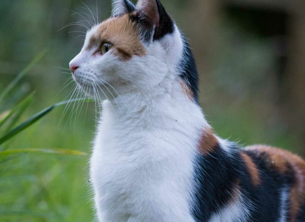 Japanese Bobtail