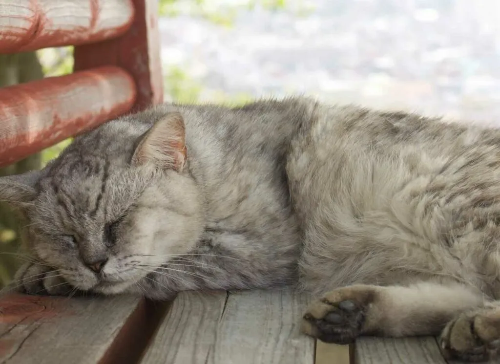 Japanese Bobtail