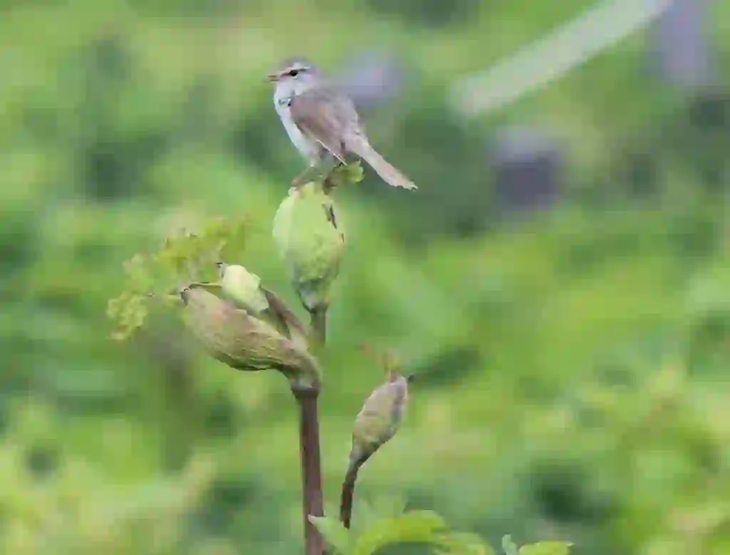 ウグイス