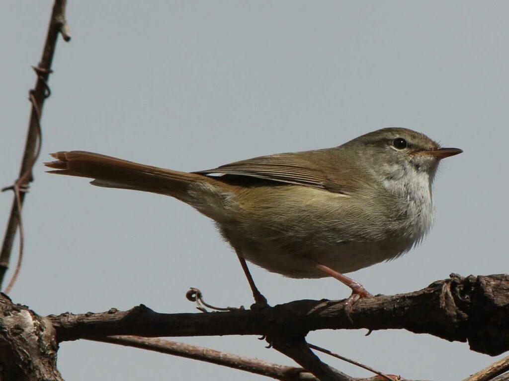 Japanese Bush Warbler