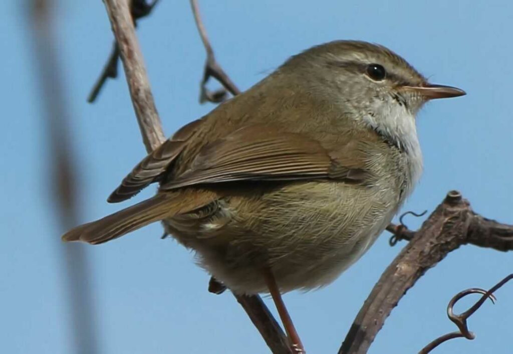 Japanese Bush Warbler