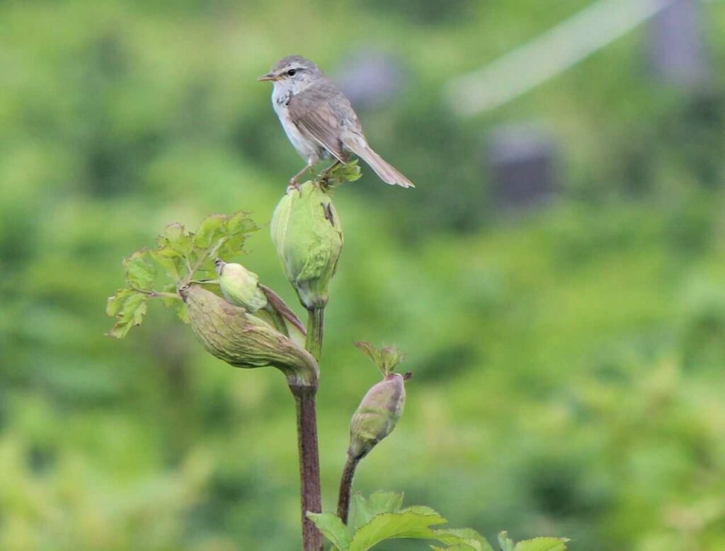 Japanese Bush Warbler