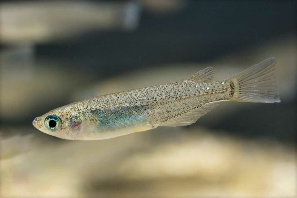 Japanese Killifish