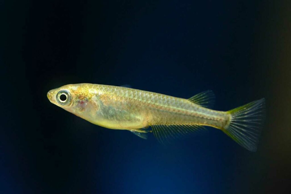 Japanese Killifish