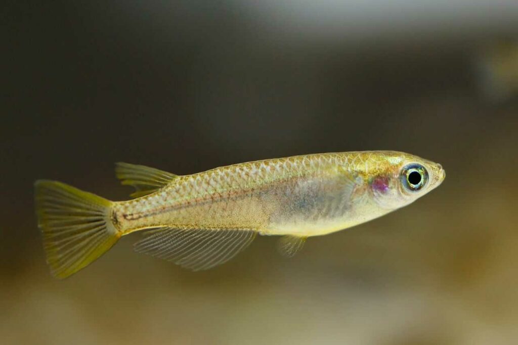 Japanese Killifish