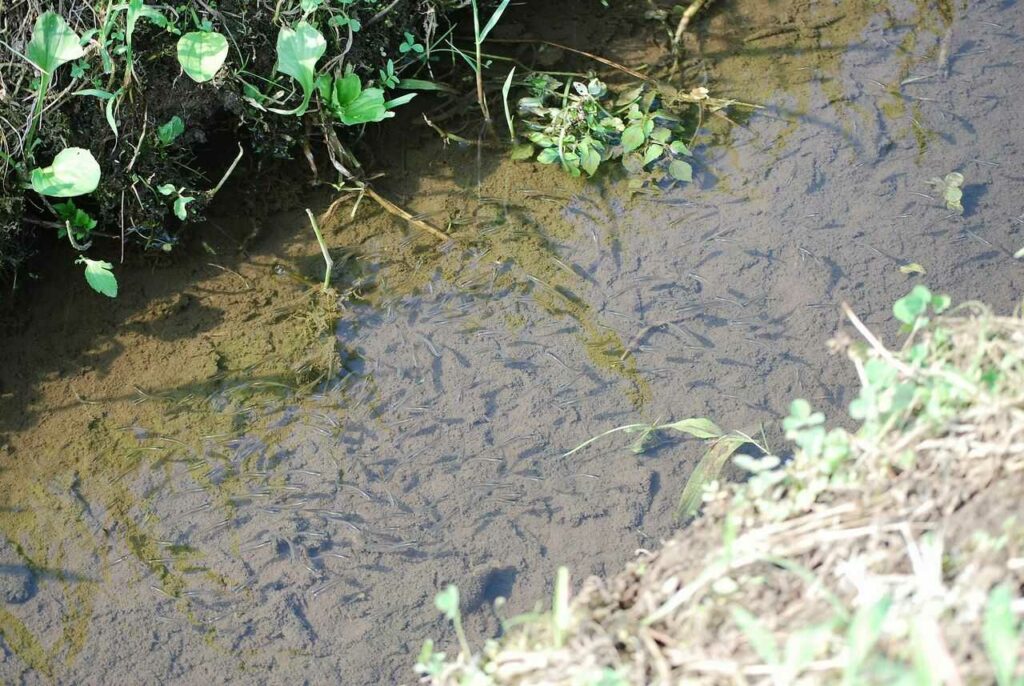 Japanese Killifish