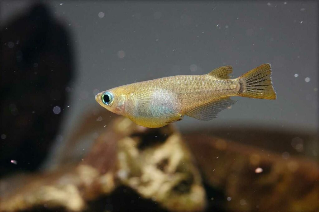 Japanese Killifish