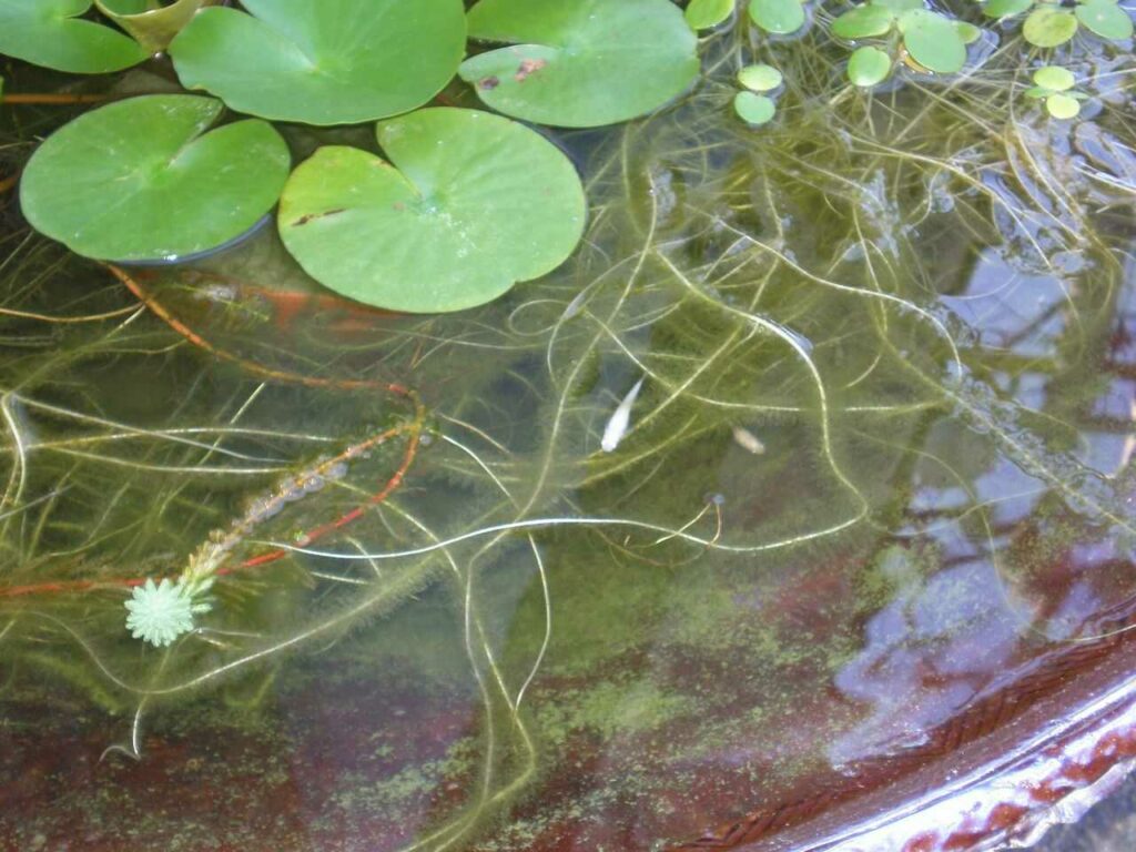 Japanese Killifish