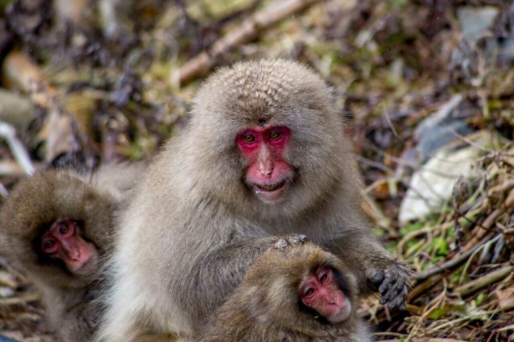 Japanese Macaque