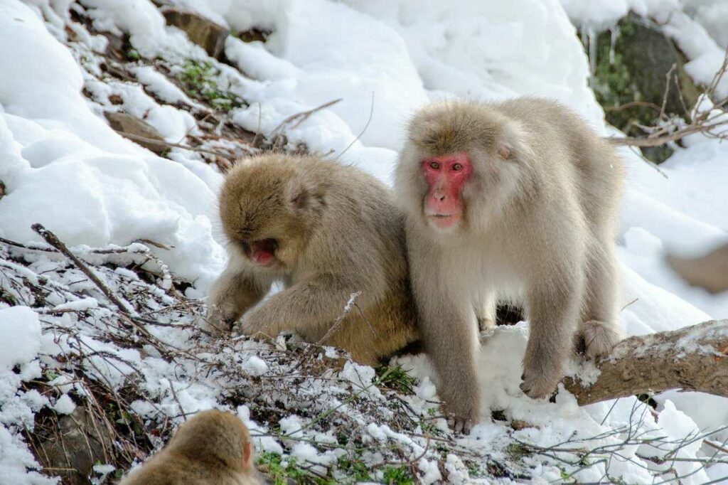 Japanese Macaque