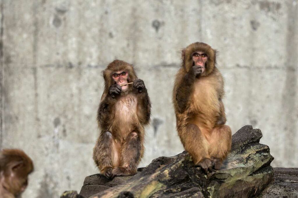 Japanese Macaque