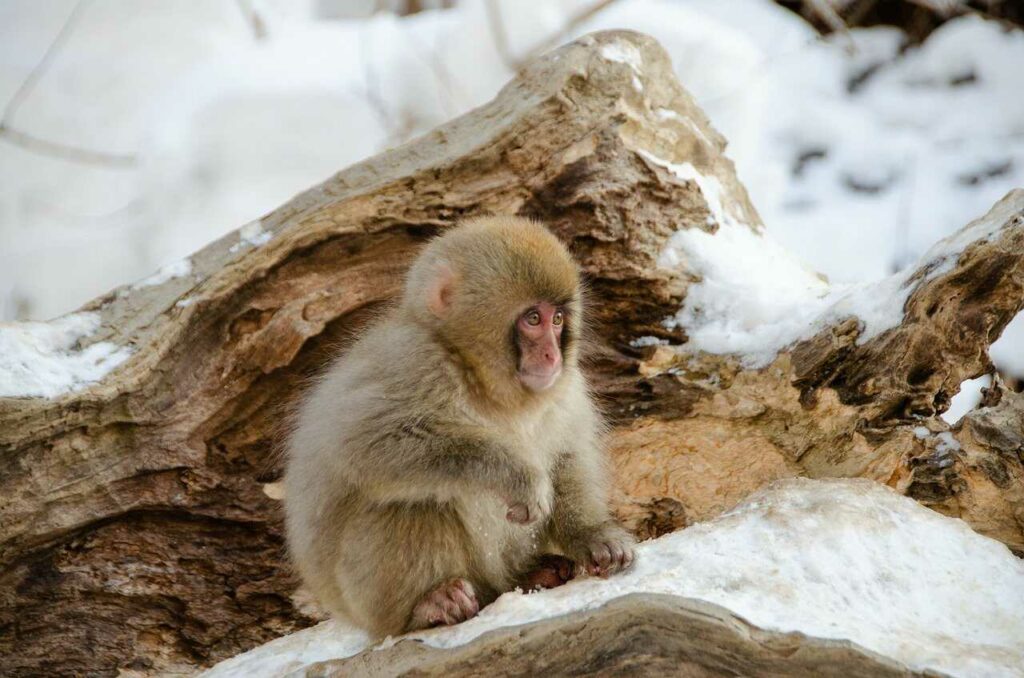 Japanese Macaque