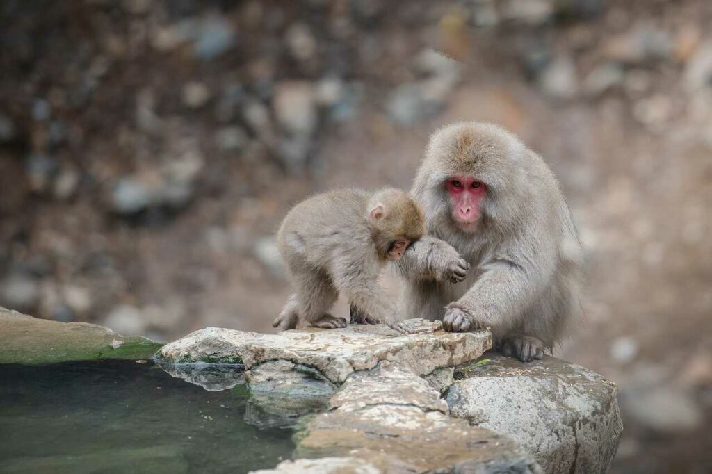 Japanese Macaque