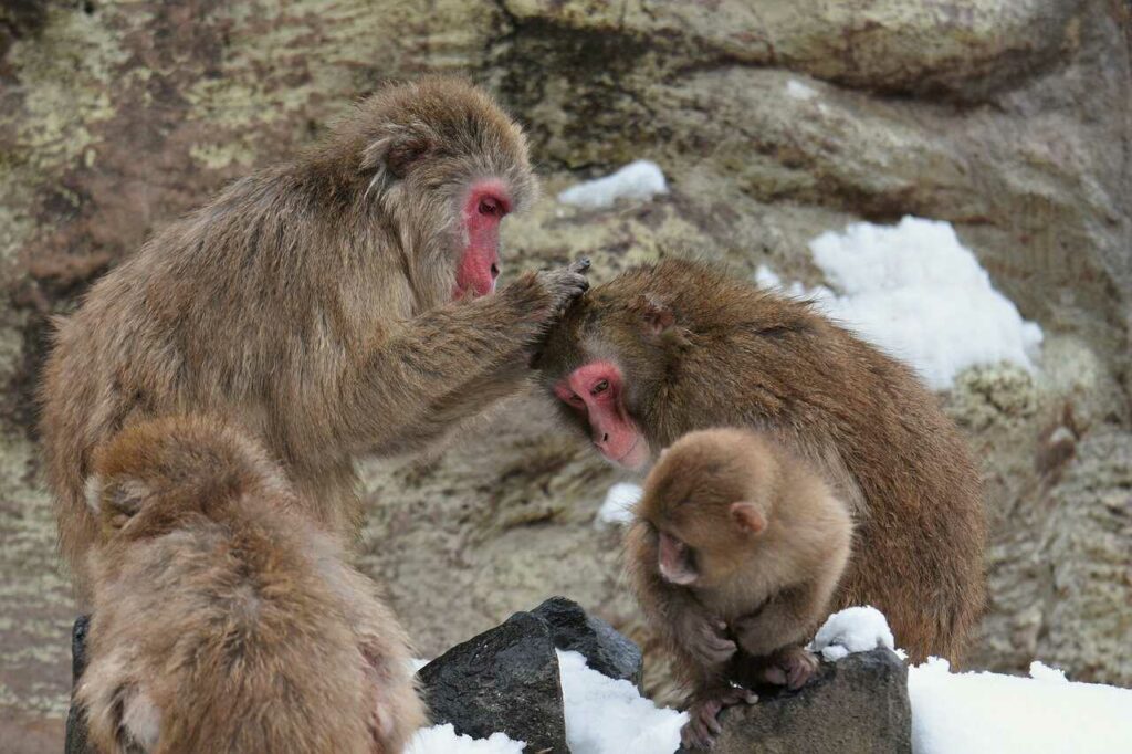 Japanese Macaque