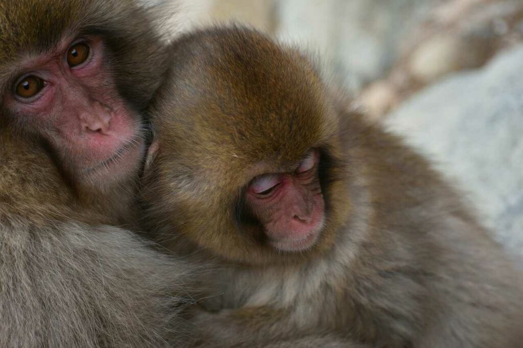 Japanese Macaque