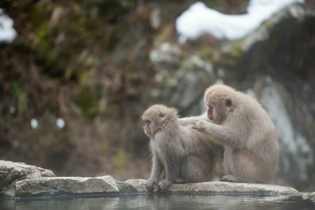 Japanese Macaque