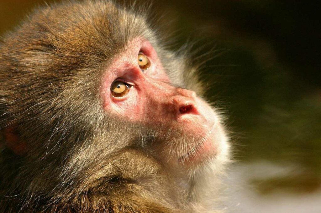 Japanese Macaque