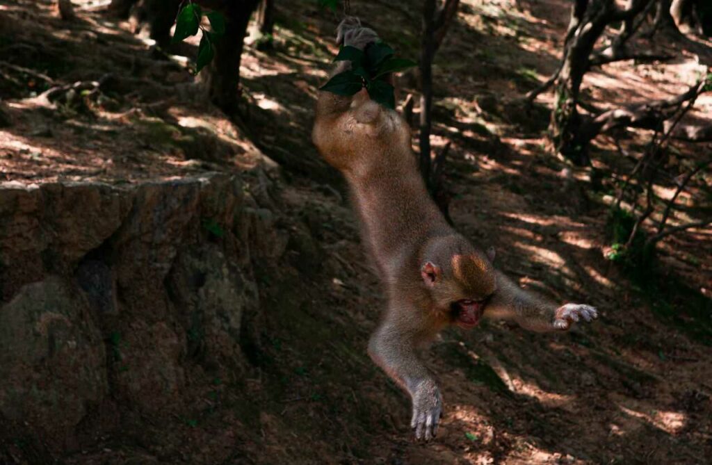 Japanese Macaque