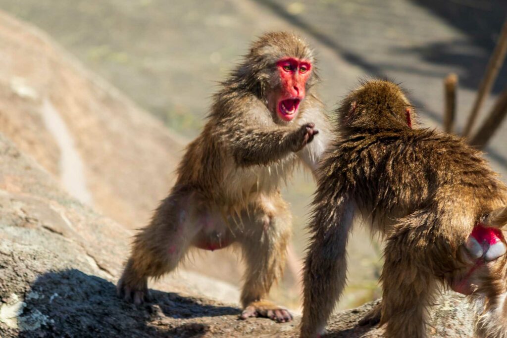 Japanese Macaque