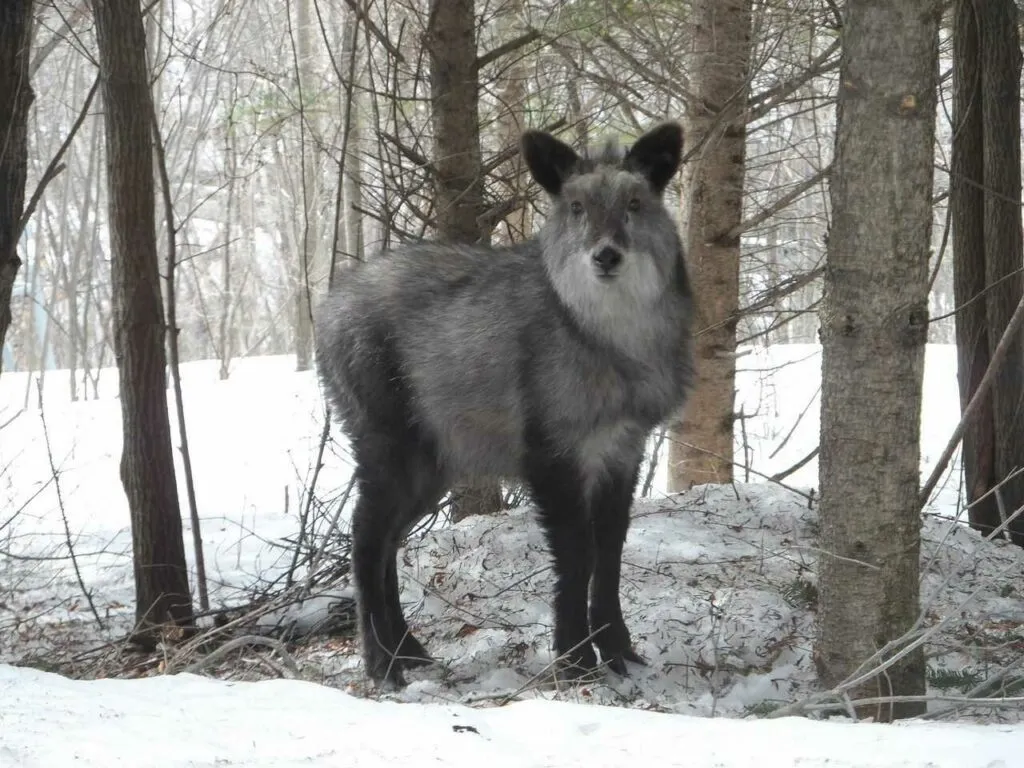 Japanese Serow