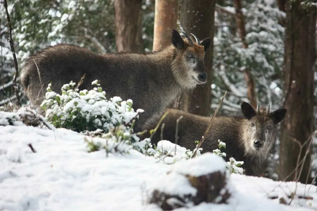 Japanese Serow