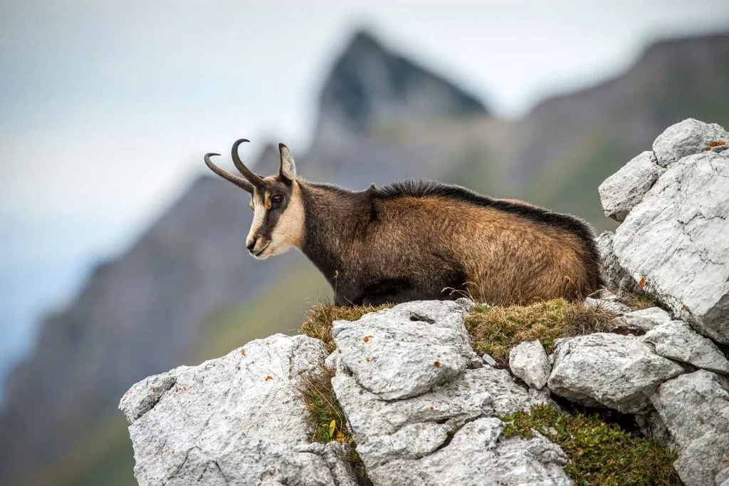 Japanese Serow