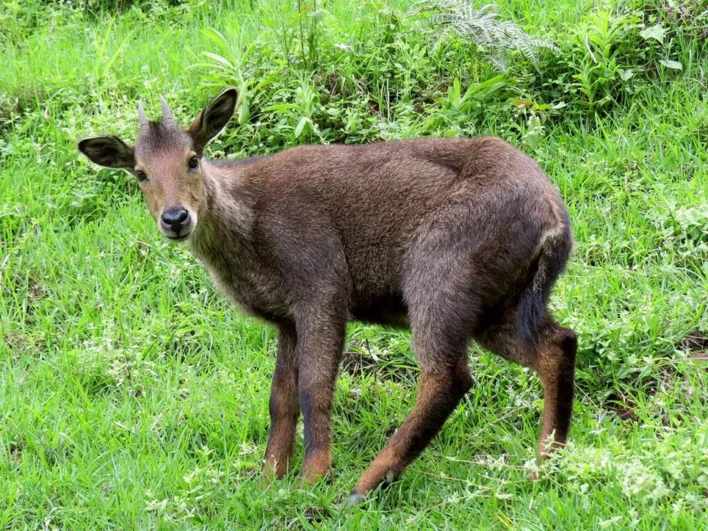 Japanese Serow