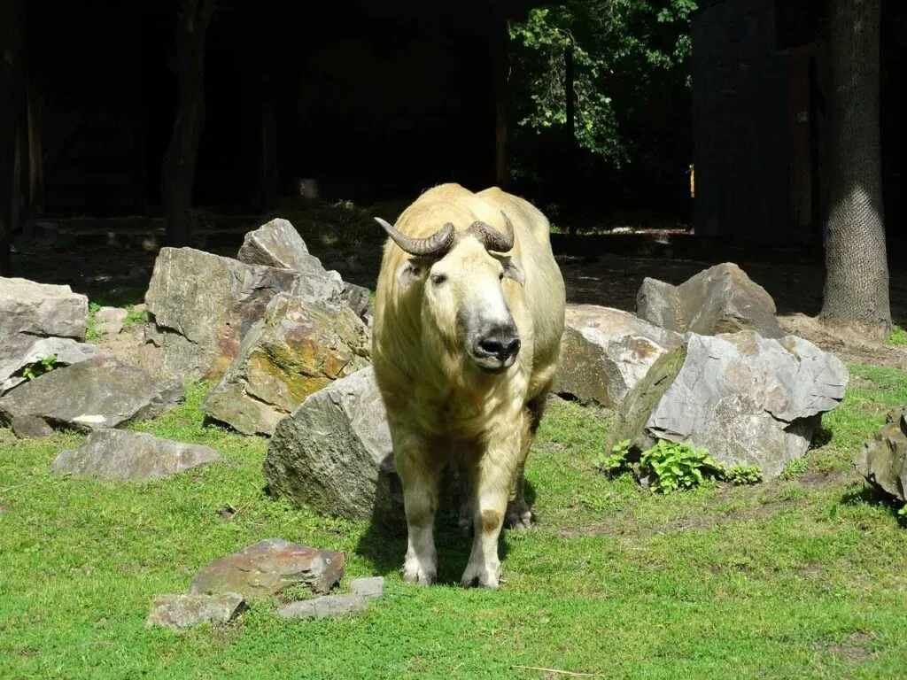 Japanese Serow