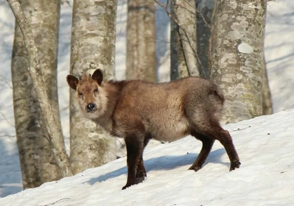 Japanese Serow