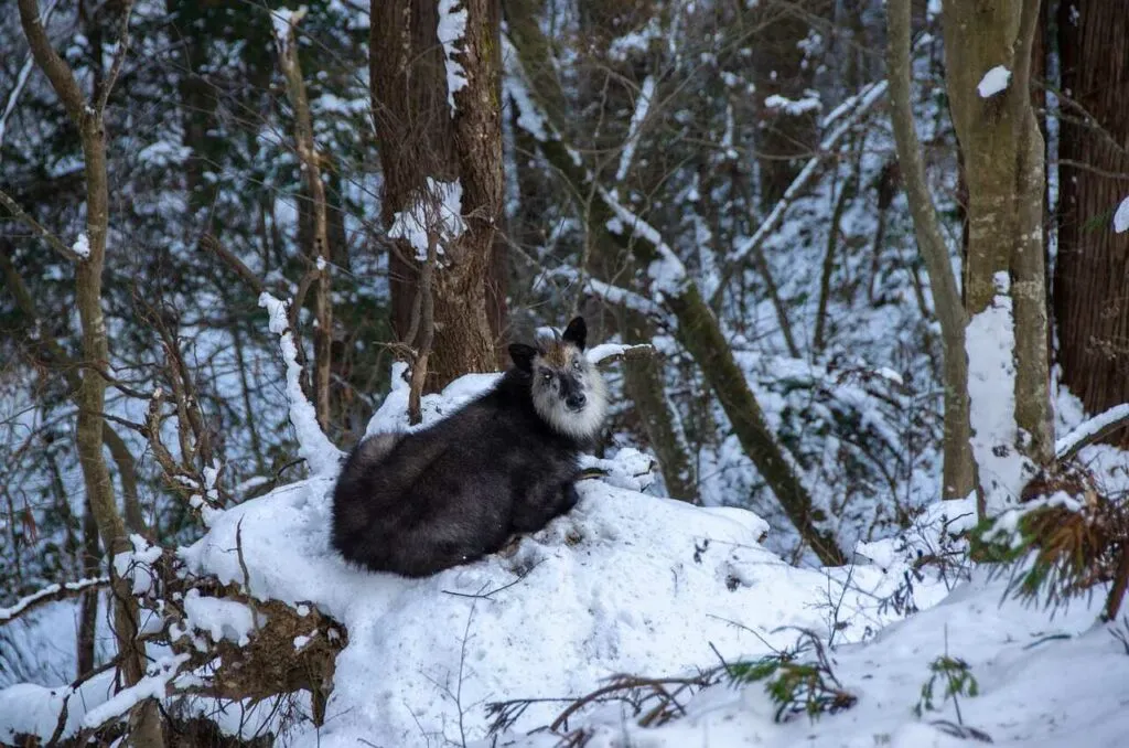 Japanese Serow