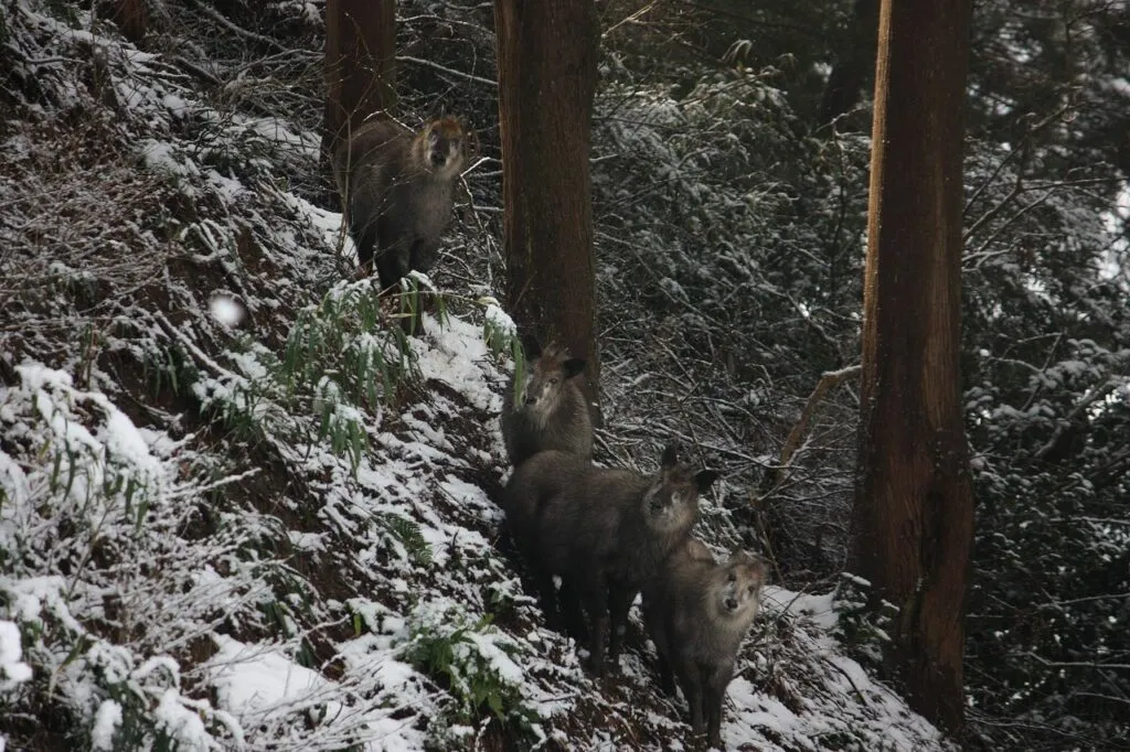 Japanese Serow