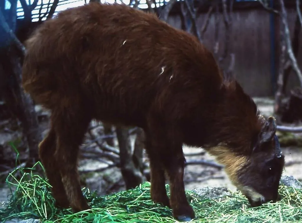 Japanese Serow