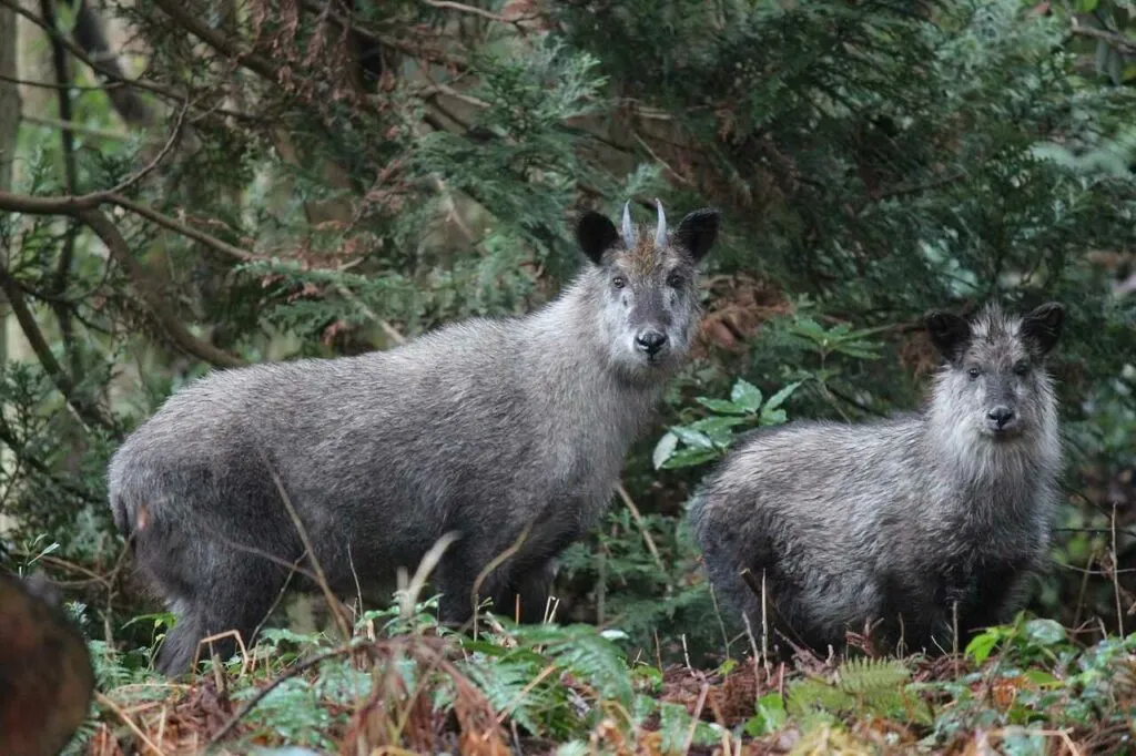 Japanese Serow