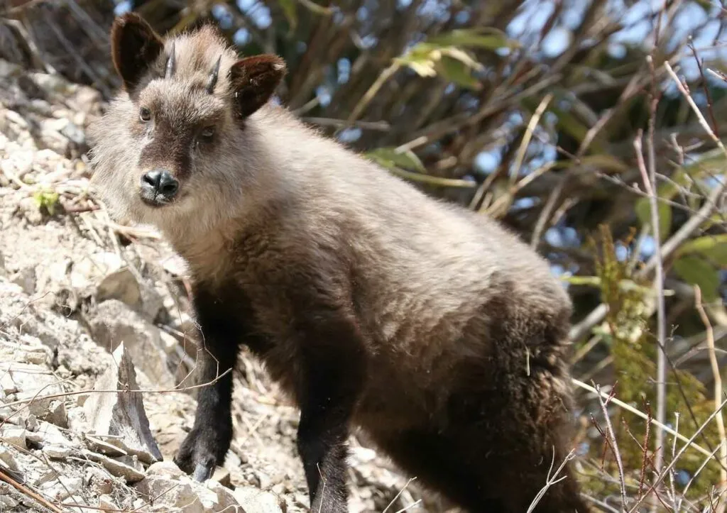 Japanese Serow