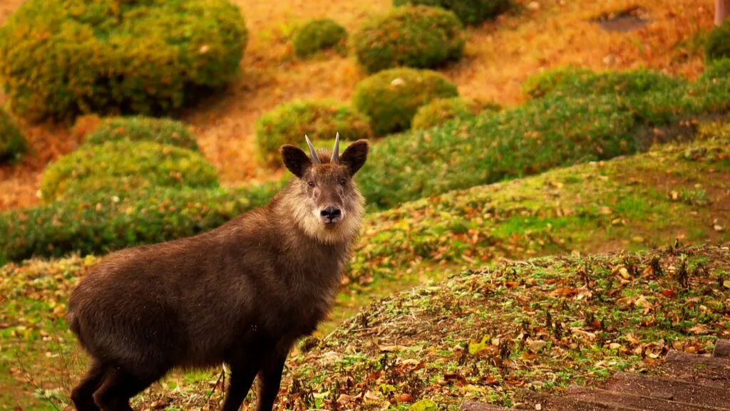 Japanese Serow