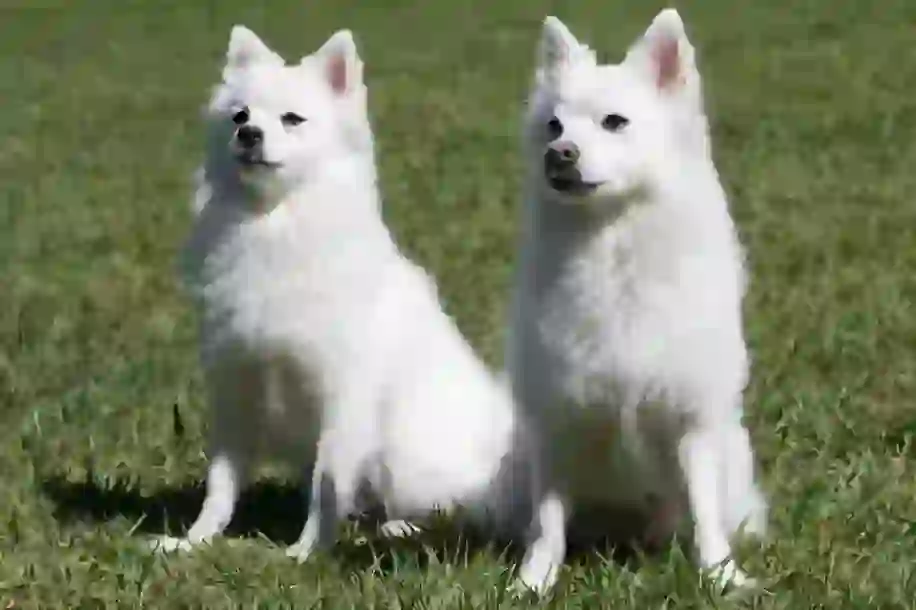 Japanese Spitz