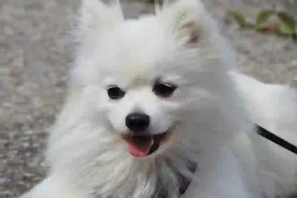 Japanese Spitz