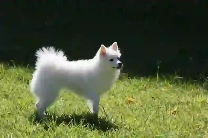 Japanese Spitz