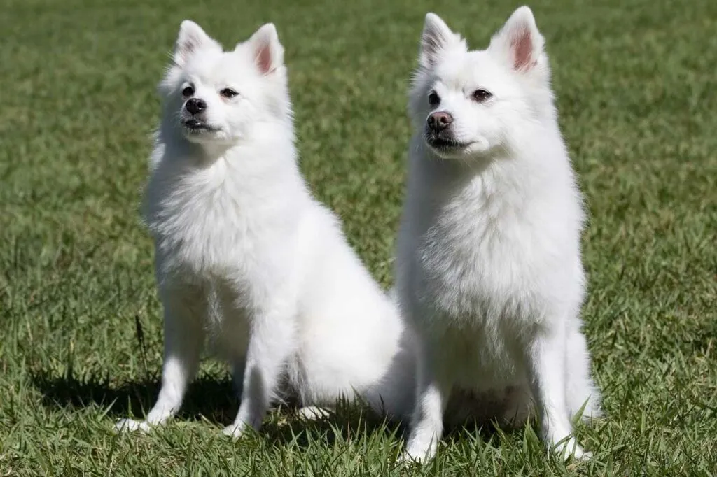 Japanese Spitz