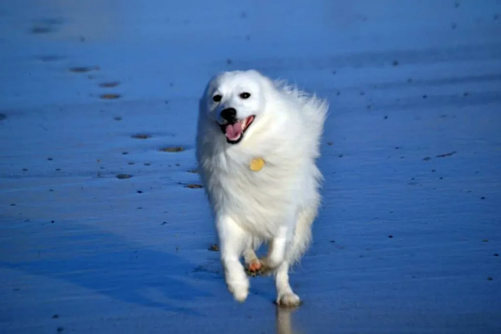 Japanese Spitz