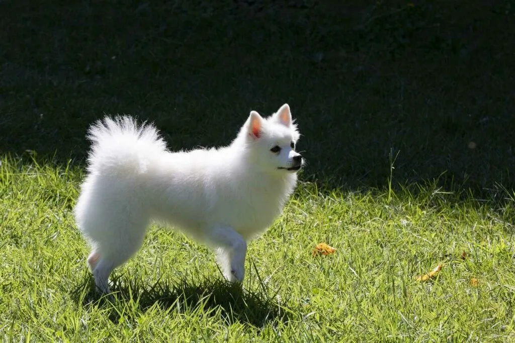 Japanese Spitz