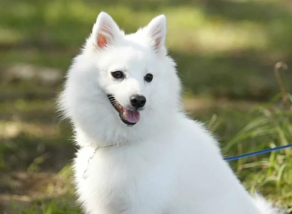 Japanese Spitz