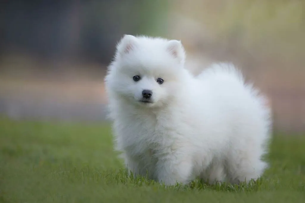 Japanese Spitz