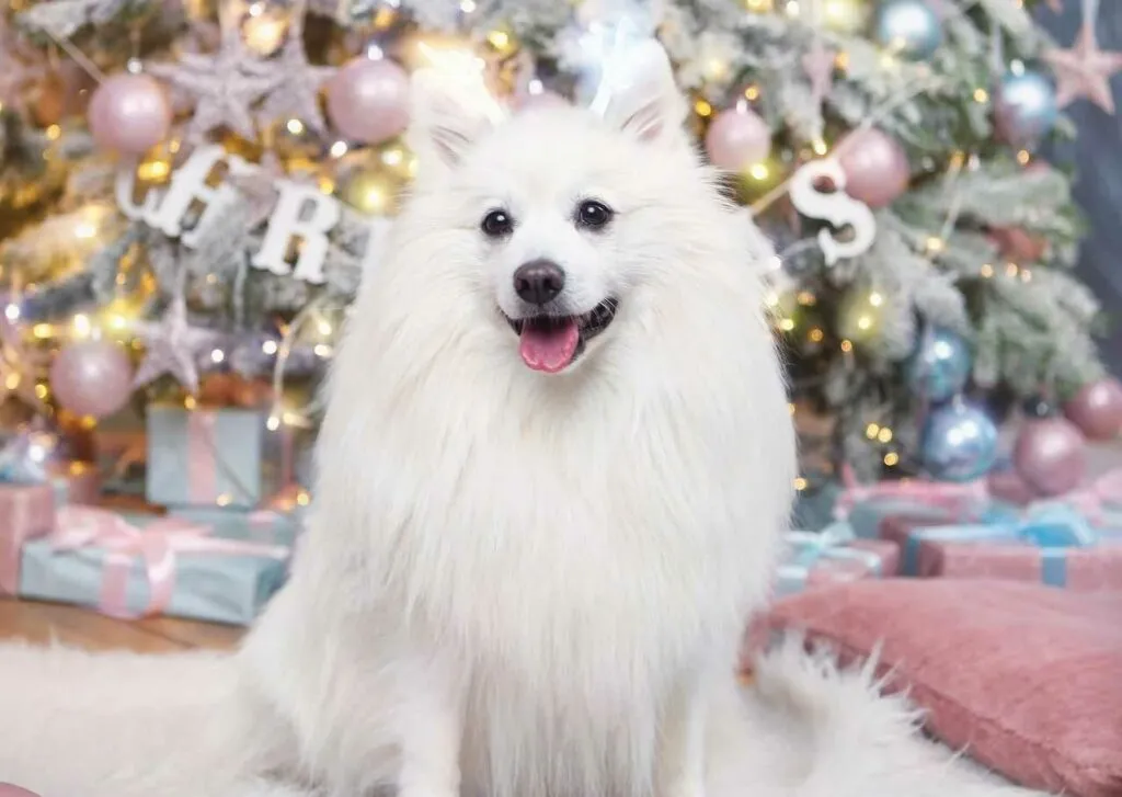 Japanese Spitz